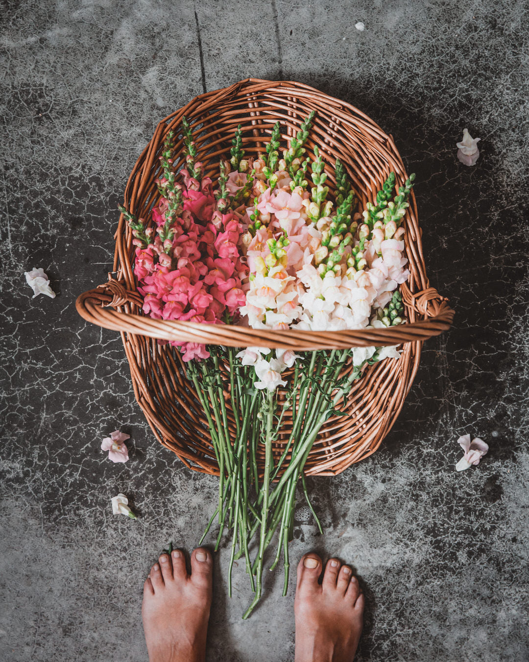 Snapdragon 'Avignon (Costa) Silver II'