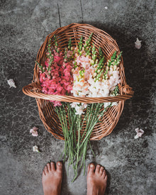 Snapdragon 'Avignon (Costa) Silver II'