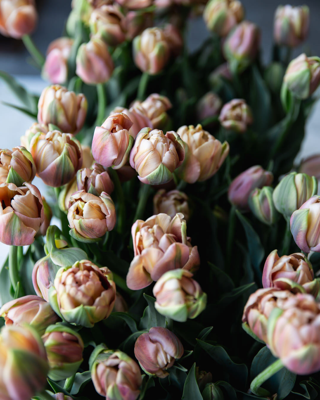 Tulip 'La Belle Epoque'