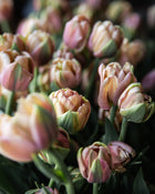 Tulip 'La Belle Epoque'