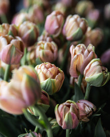 Tulip 'La Belle Epoque'