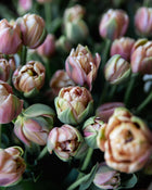 Tulip 'La Belle Epoque'