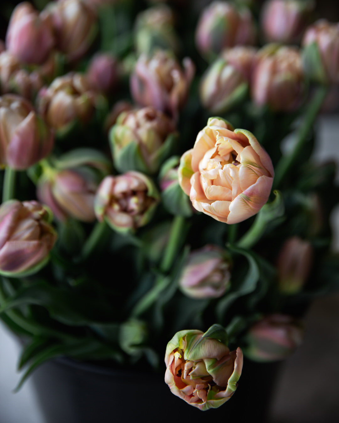 Tulip 'La Belle Epoque'
