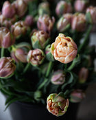 Tulip 'La Belle Epoque'