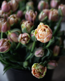 Tulip 'La Belle Epoque'