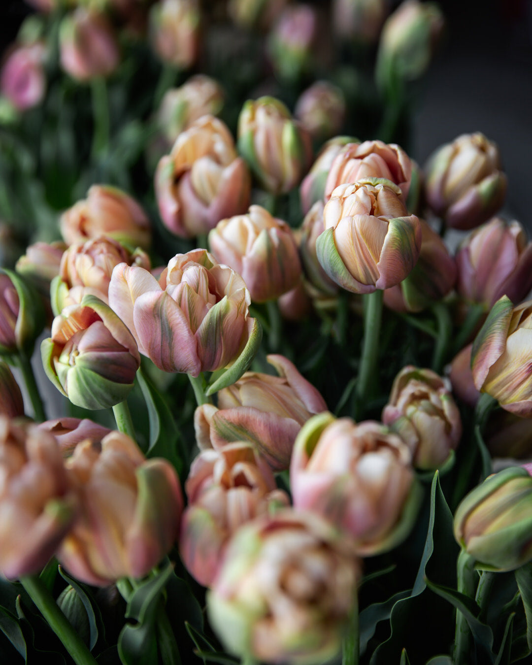 Tulip 'La Belle Epoque'