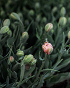 Tulip 'La Belle Epoque'