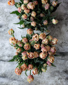 Tulip 'La Belle Epoque'