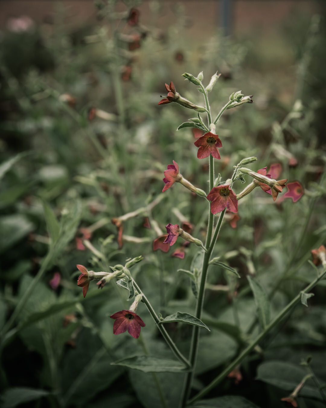 Nicotiana 'Bronze Queen'