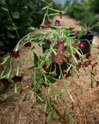 Nicotiana 'Bronze Queen'