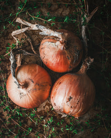 Onion 'New York Early'