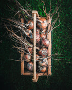 Onion 'New York Early'