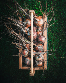 Onion 'New York Early'