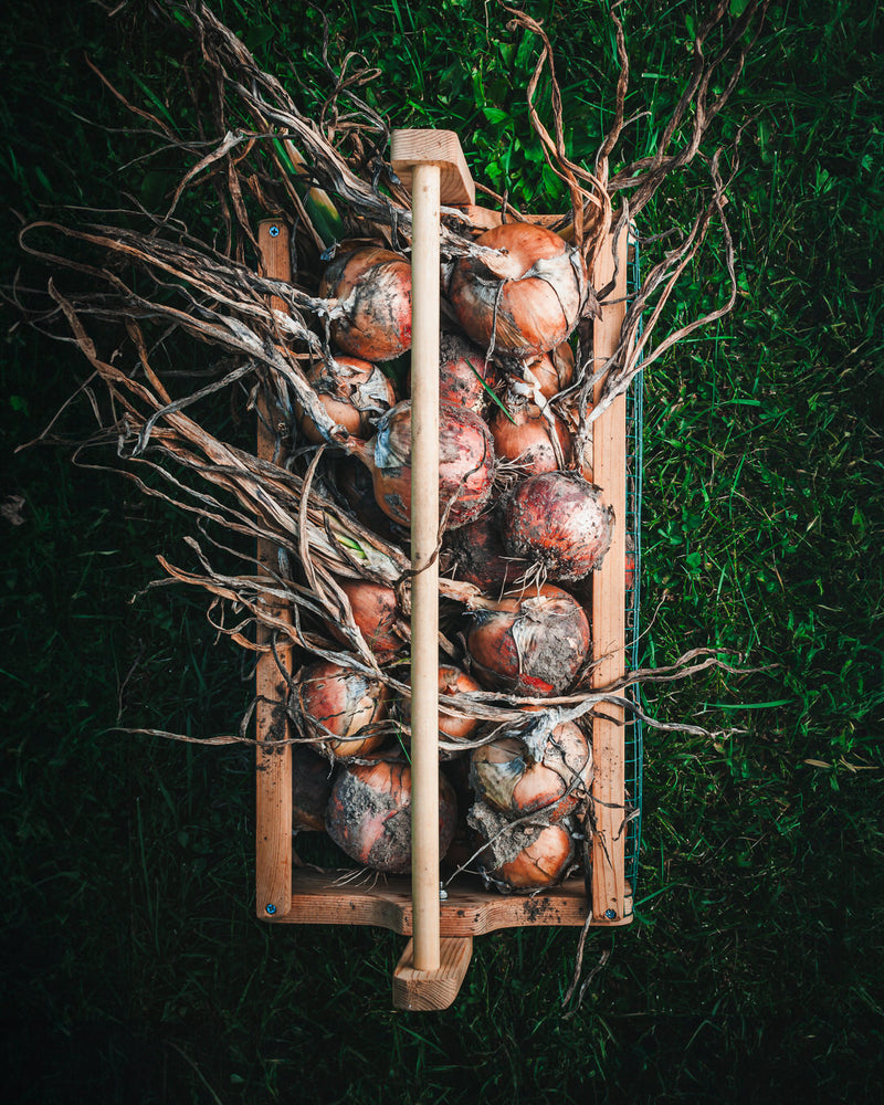 Onion 'New York Early'