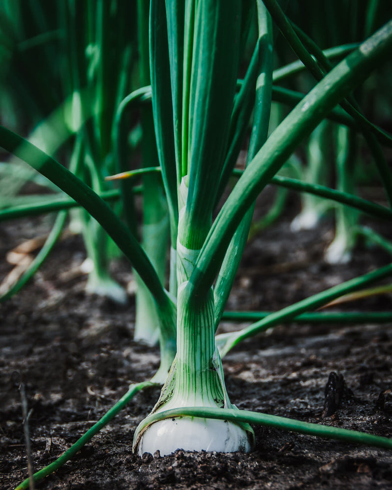 Onion 'Sierra Blanca'