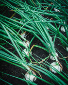 Onion 'Sierra Blanca'