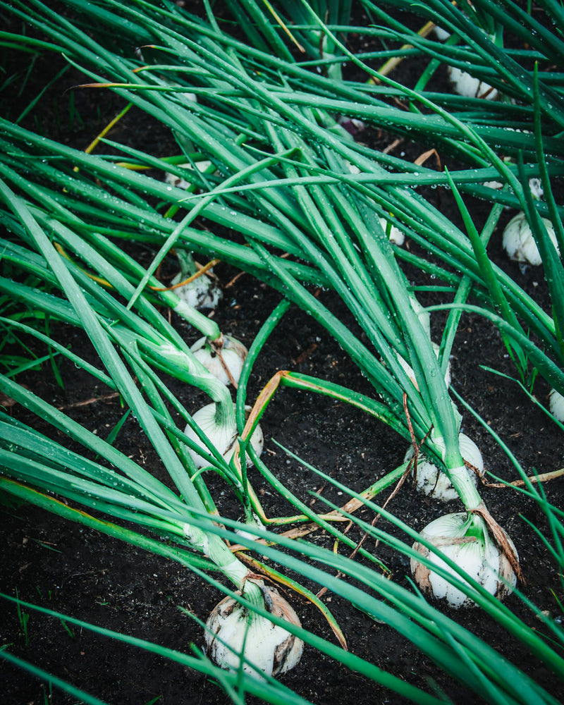 Onion 'Sierra Blanca'