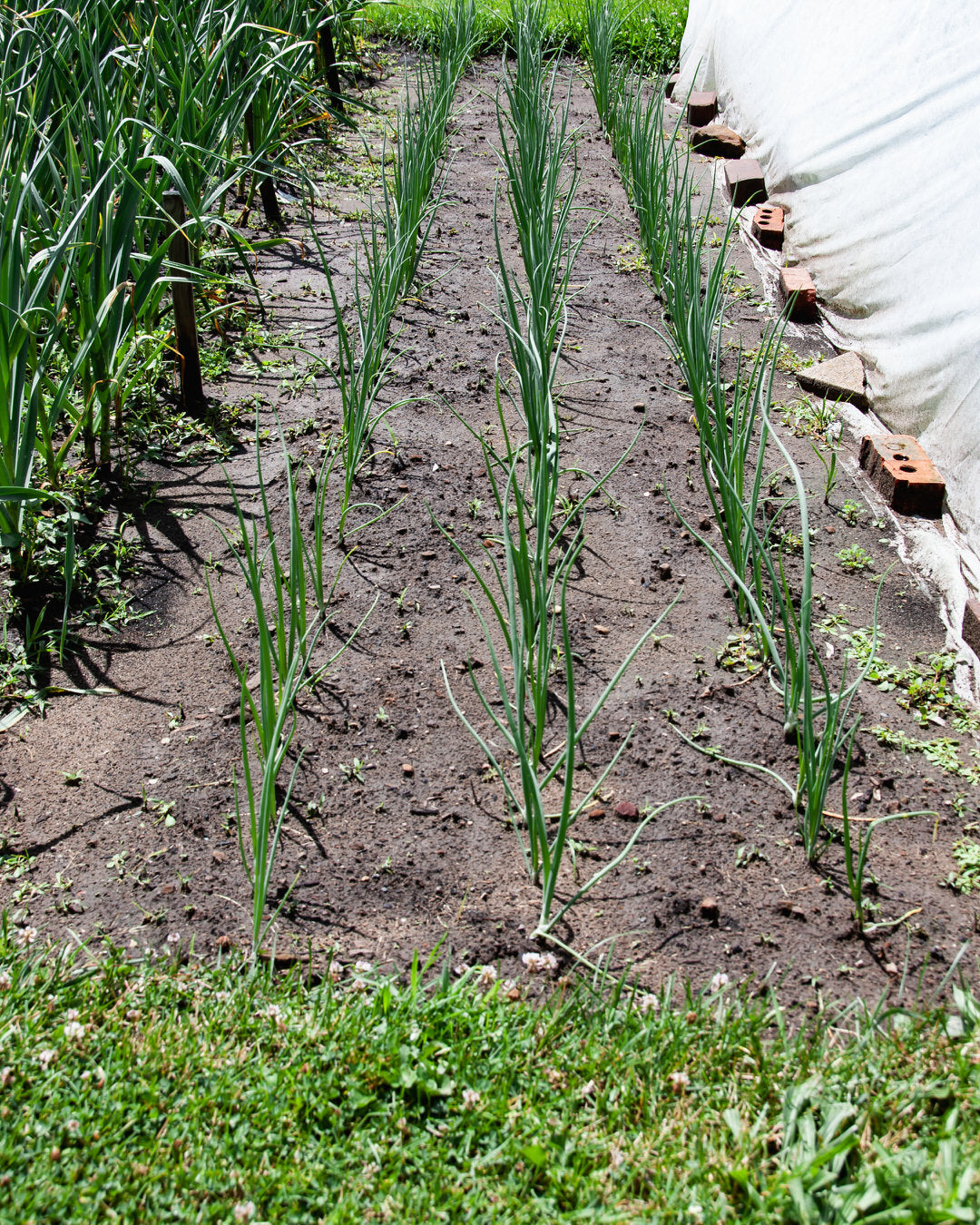 Onion 'New York Early'