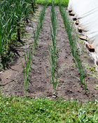 Onion 'New York Early'