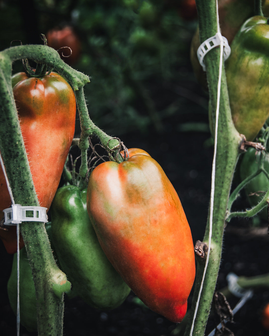 Tomato 'Opalka'