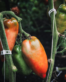 Tomato 'Opalka'