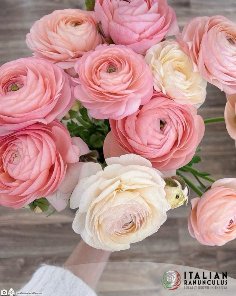 Ranunculus Italian Elegance Pastello®