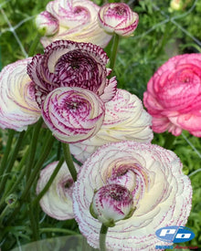Ranunculus Italian Elegance Pastello Striato®
