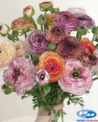 Ranunculus Italian Elegance Pastello Striato®