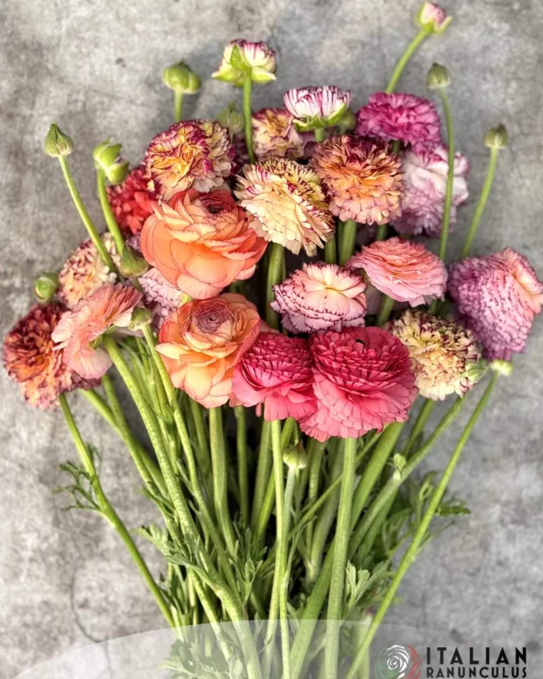 Ranunculus Italian Elegance Pastello Striato®