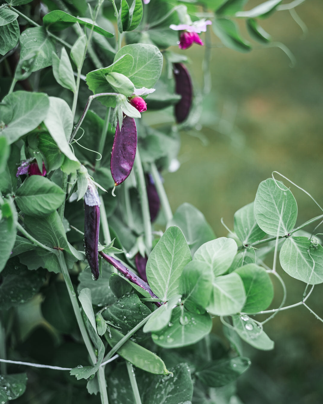 Pea 'Purple Magnolia'