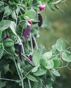 Pea 'Purple Magnolia'
