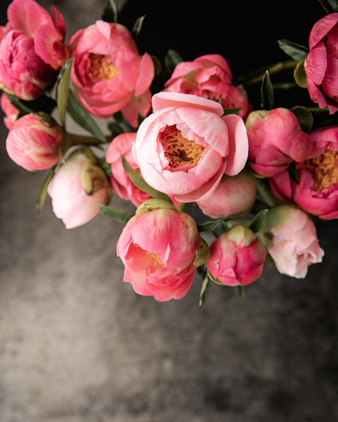 Peony 'Coral Charm' (3-5 eye)