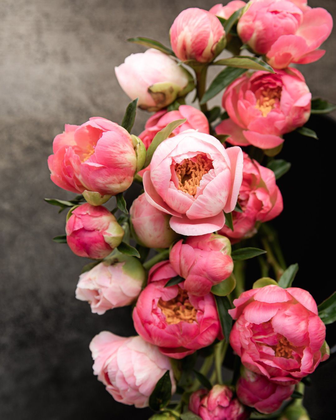 Peony 'Coral Charm' (3-5 eye)