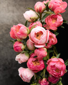 Peony 'Coral Charm' (3-5 eye)