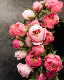 Peony 'Coral Charm' (3-5 eye)