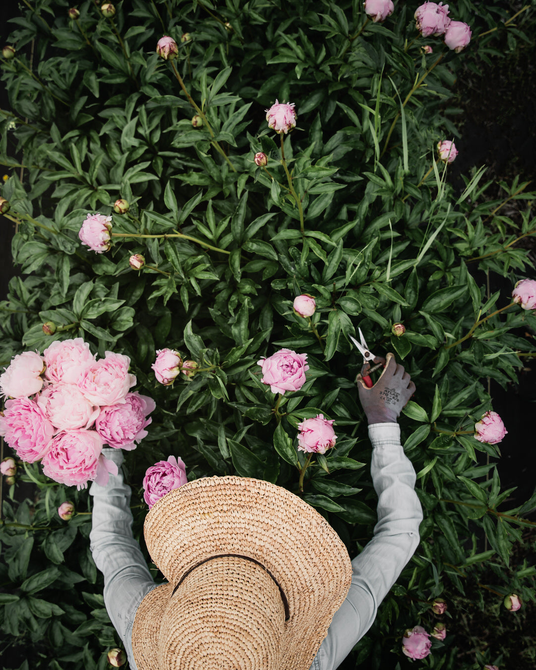 Peony 'Sarah Bernhardt' (Premium 5–8 eye) PBF Favorite
