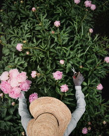 Peony 'Sarah Bernhardt' (Premium 5–8 eye) PBF Favorite