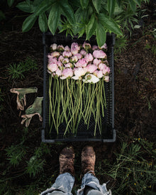 Peony 'Sarah Bernhardt' (Premium 5–8 eye) PBF Favorite