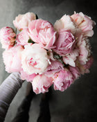 Peony 'Sarah Bernhardt' (Premium 5–8 eye) PBF Favorite