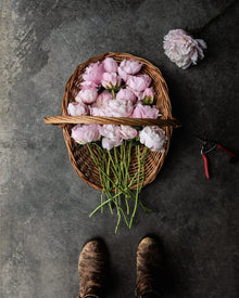 Peony 'Sarah Bernhardt' (Premium 5–8 eye) PBF Favorite