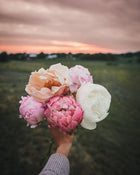 Peony 'Coral Charm' (3-5 eye)