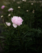 Peony 'Nancy Nora' (3–5 eye)