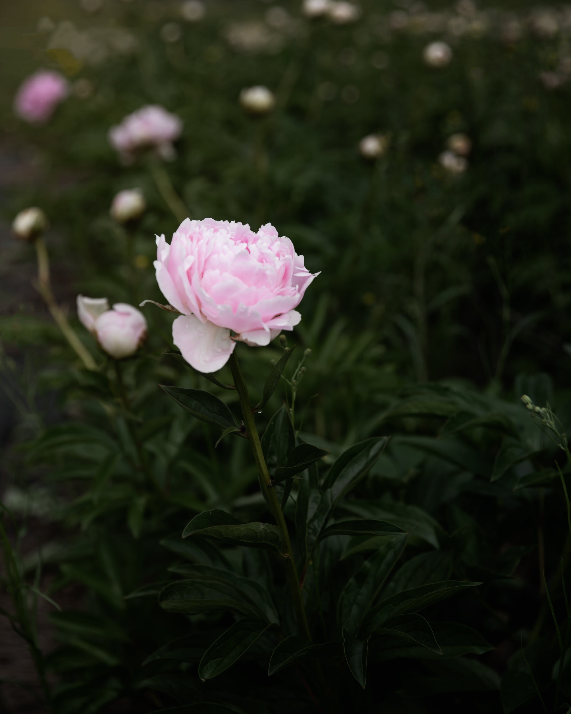 Peony 'Nancy Nora' (3–5 eye)