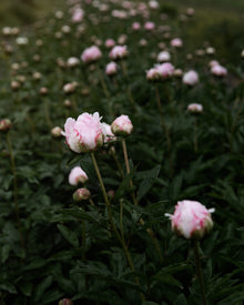 Peony 'Sarah Bernhardt' (Premium 5–8 eye) PBF Favorite
