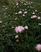 Peony 'Sarah Bernhardt' (Premium 5–8 eye) PBF Favorite