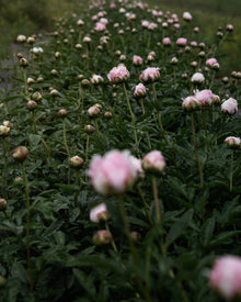 Peony 'Sarah Bernhardt' (Premium 5–8 eye) PBF Favorite
