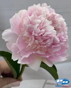 Peony 'Alertie' (3-5 eye)
