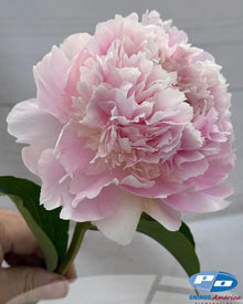 Peony 'Alertie' (3-5 eye)