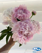 Peony 'Alertie' (3-5 eye)