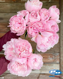 Peony 'Alertie' (3-5 eye)